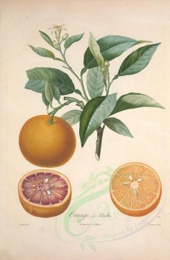 citrus-00059 - Orange, 3 [3380x5143]
