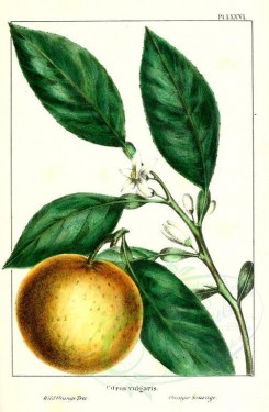 citrus-00061 - Wild Orange Tree, citrus vulgaris [2286x3493]