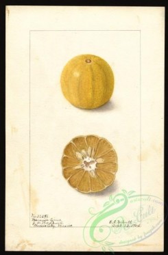 citrus-00066 - 0127-Citrus aurantiifolia-Naranja Limus [2628x4000]
