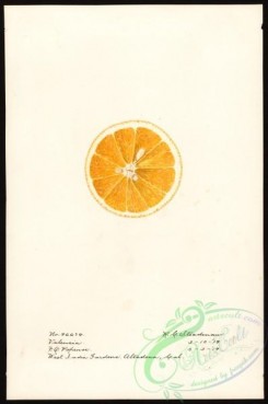 citrus-00071 - 0262-Citrus sinensis-Valencia [2659x4000]