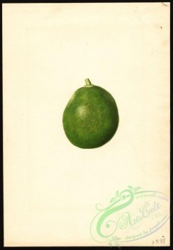 citrus-00093 - 0331-Citrus paradisi [2777x4000]