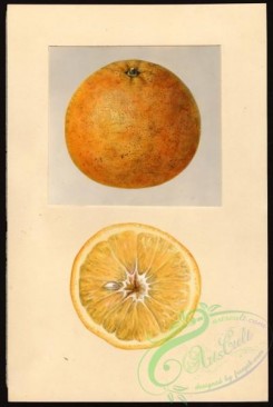citrus-00122 - 1112-Citrus tangelo-Thornton [2681x4000]