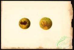 citrus-00127 - 1177-Citrus unshiu [4000x2733]