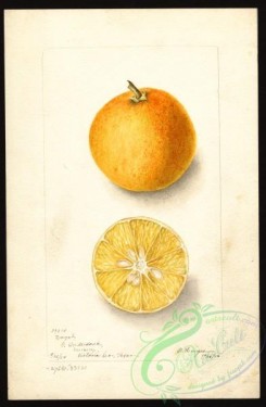 citrus-00132 - 5808-Citrus sinensis-Dugat [2617x4000]