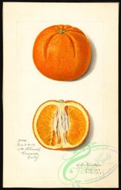 citrus-00164 - 6141-Citrus sinensis [2553x4000]