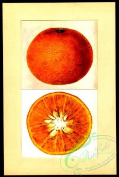 citrus-00186 - 6320-Citrus sinensis-Pineapple [2689x4000]