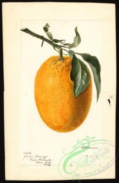 citrus-00191 - 6325-Citrus sinensis-Joppa [2601x4000]