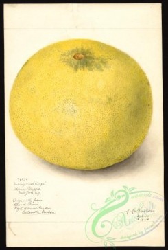 citrus-00218 - 6371-Citrus grandis-11668 Large [2698x4000]