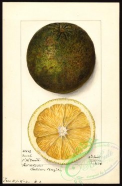 citrus-00246 - 6399-Citrus sinensis-Navel [2638x4000]
