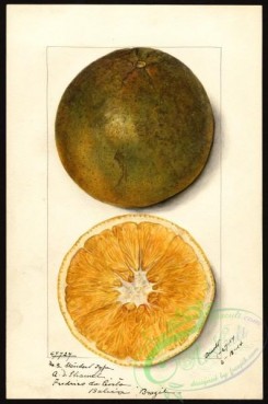 citrus-00251 - 6404-Citrus sinensis [2657x4000]