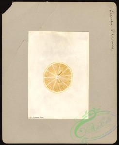 citrus-00273 - 6426-Citrus limon-Perrine [3270x4000]