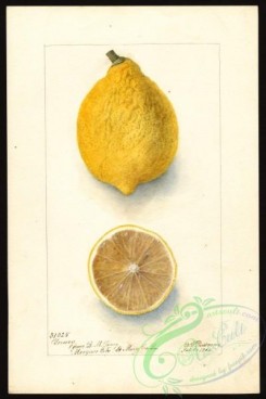 citrus-00278 - 6431-Citrus limon-Young [2661x4000]