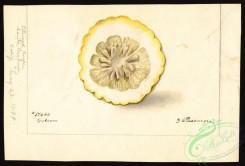 citrus-00283 - 6436-Citrus medica [4000x2713]