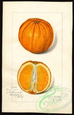 citrus-00305 - 6458-Citrus sinensis [2589x4000]