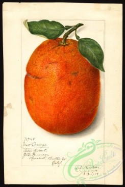 citrus-00310 - 6463-Citrus sinensis-New [2677x4000]