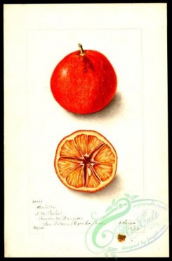 citrus-00315 - 6468-Citrus sinensis-Otaheita [2636x4000]