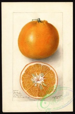 citrus-00337 - 6490-Citrus sinensis-Thornton No 5 [2636x4000]