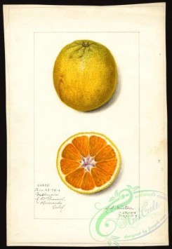 citrus-00342 - 6495-Citrus sinensis-Valencia [2761x4000]