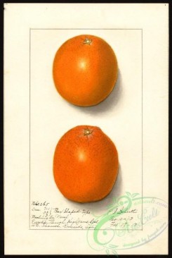 citrus-00347 - 6500-Citrus sinensis-Washington Navel [2685x4000]