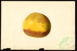 citrus-00352 - 6515-Citrus paradisi [4000x2699]