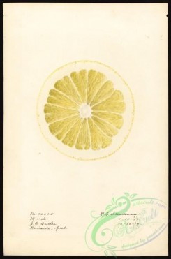 citrus-00379 - 6542-Citrus paradisi-Marsh [2643x4000]