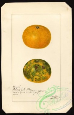 citrus-00411 - 6575-Citrus sinensis-Owari [2580x4000]