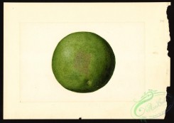 citrus-00416 - 6580-Citrus paradisi [4000x2830]