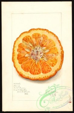 citrus-00438 - 6602-Citrus nobilis-King [2620x4000]