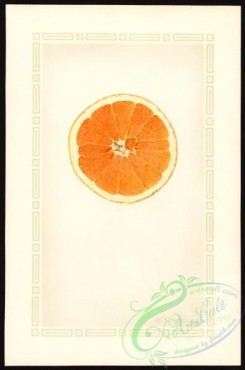 citrus-00443 - 6607-Citrus sinensis-Washington Navel [2649x4000]