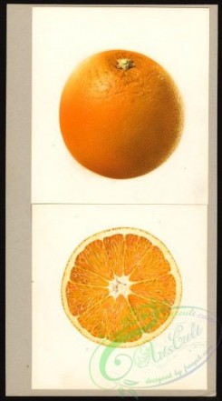 citrus-00448 - 6612-Poncirus trifoliata-Washington Navel [2220x4000]