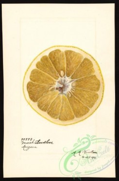 citrus-00478 - 6643-Citrus paradisi-Marsh Seedless [2643x4000]