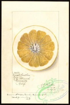 citrus-00483 - 6648-Citrus paradisi-Marsh Seedless [2668x4000]