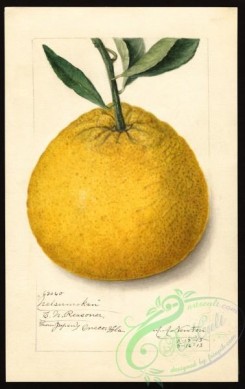 citrus-00510 - 6690-Citrus paradisi-Natsumikan [2521x4000]