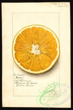 citrus-00515 - 6695-Citrus paradisi-Navel [2657x4000]