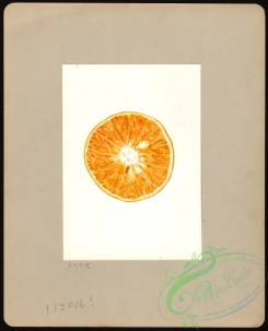 citrus-00542 - 6722-Citrus tangelo [3238x4000]