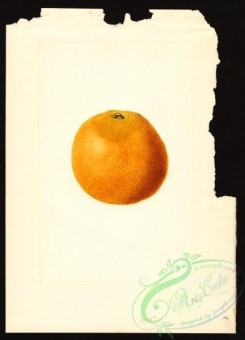 citrus-00547 - 6727-Citrus sinensis [2881x4000]