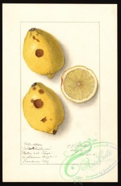 citrus-00590 - 6808-Citrus limon [2624x4000]