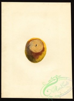 citrus-00617 - 6870-Citrus aurantiifolia-Tahiti [2932x4000]