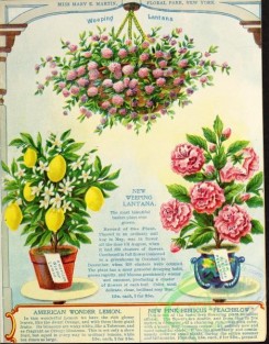 citrus-00649 - 054-Lemon in Vase, Hibiscus, lantana