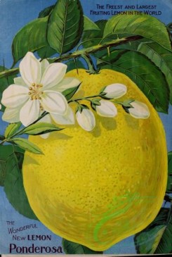 citrus-00658 - 067-Lemon, Flower, Fruit, leaves