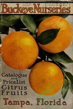 citrus-00665 - 073-Orange