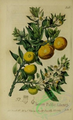 citrus-00678 - Myrtle-leaved Orange-tree, citrus aurantium myrtifolia
