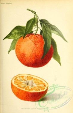 citrus-00683 - Mandarin Orange, citrus reticulata