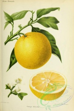 citrus-00687 - Orange