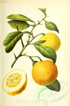 citrus-00688 - citrus triptera x citrus aurantium