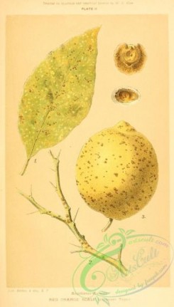 citrus-00716 - Lemon