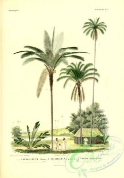 coconut-00003 - astrocaryum chonta, maximiliana princeps, cocos botryophora