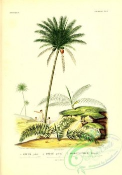 coconut-00005 - cocos yatai, cocos petraea, diplothemium littorale