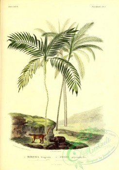 coconut-00006 - morenia fragrans, cocos pityrophylla