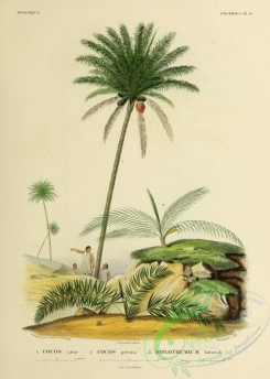 coconut-00009 - cocos yatai, cocos petrae, diplothemium littorale